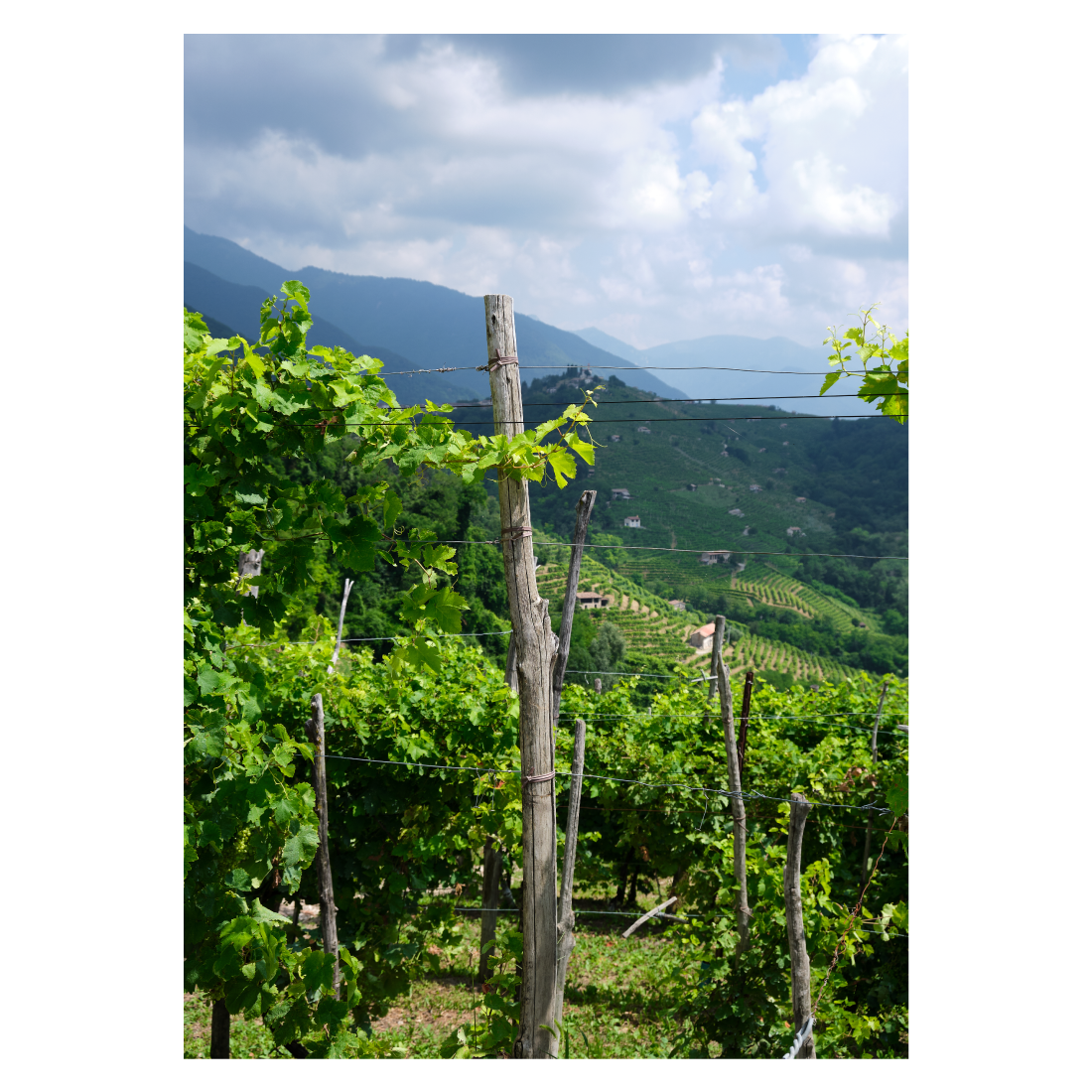 Italien naturplakat med bakkerne ved Prosecco Hills