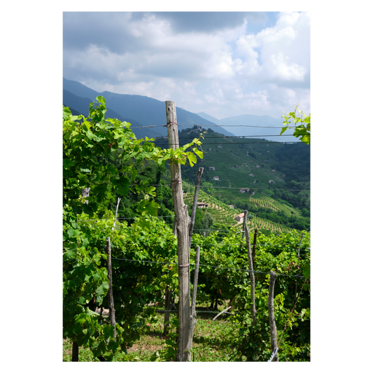 Italien naturplakat med bakkerne ved Prosecco Hills