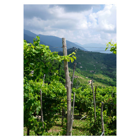 Italien naturplakat med bakkerne ved Prosecco Hills