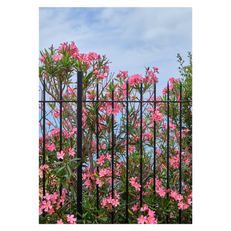 Italiensk naturplakat med lyserøde blomster ved Middelhavet