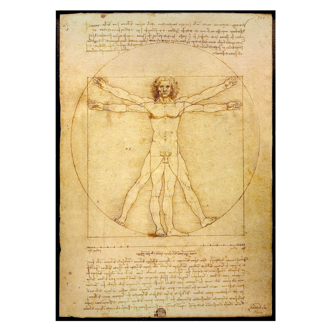 Kunstplakat med Leonardo da Vinci "Vitruvian Man"