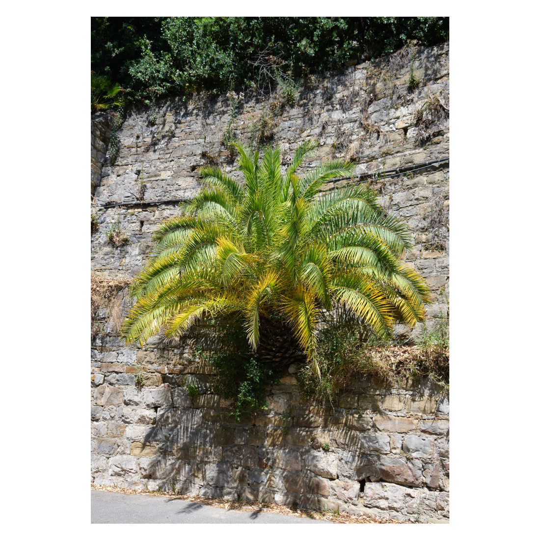 Italiensk naturplakat med en palme der vokser ud af en stenmur