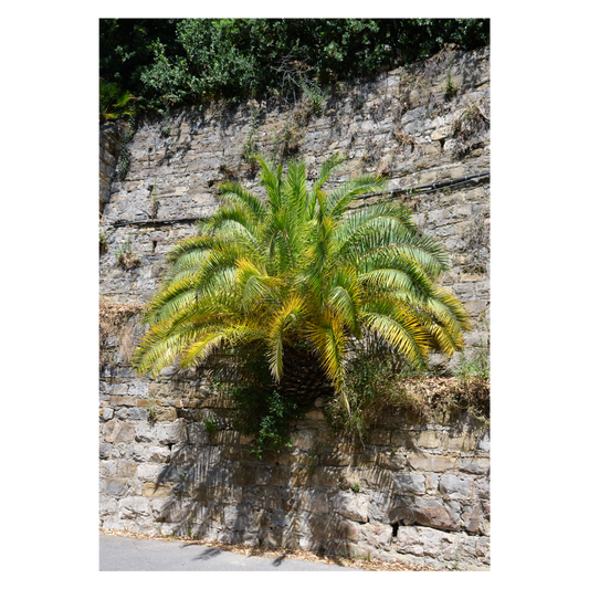 Italiensk naturplakat med en palme der vokser ud af en stenmur