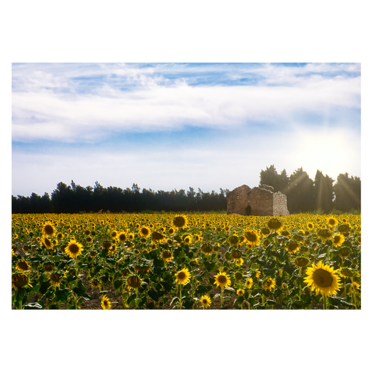 blomster plakat med gule solsikker på en mark i provence