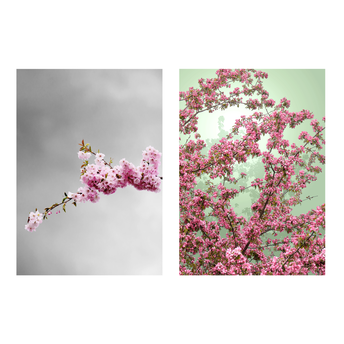 blomsterplakater med lyserøde blomster på grøn og grå baggrund