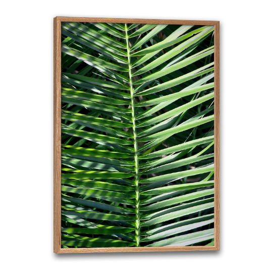botanisk plakat med closeup af et palmeblad