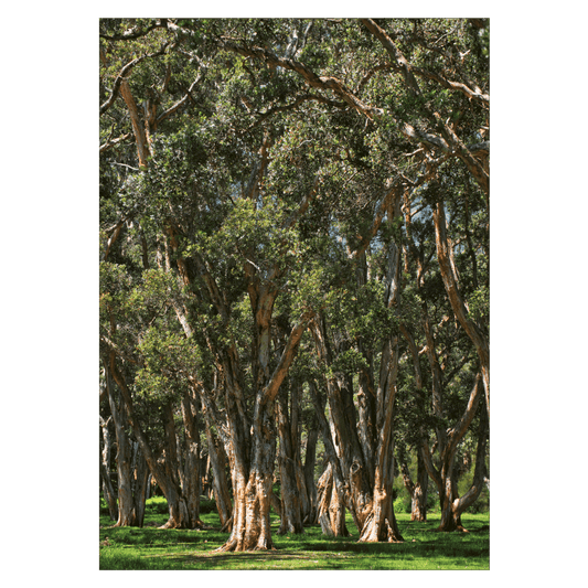 Centennial Park