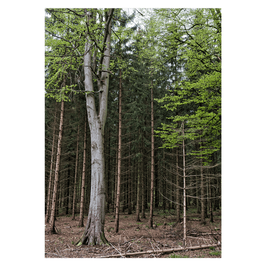 danmark plakat med fyrretræer i en dansk skov i forår