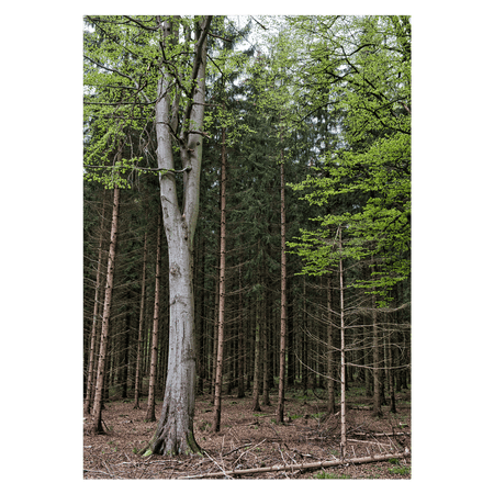 danmark plakat med fyrretræer i en dansk skov i forår