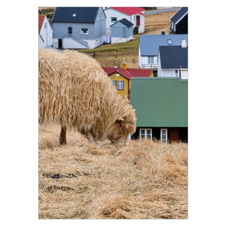 dyreplakat med et får der græsser i bygden gjogv på færøerene