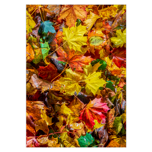 natur plakat med røde og gule blade efterår