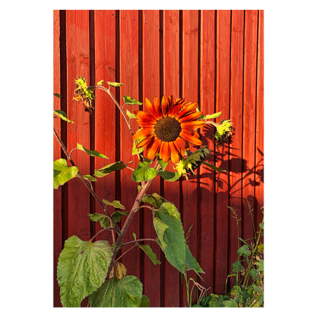 fotokunst blomsterplakat med en rød solsikke