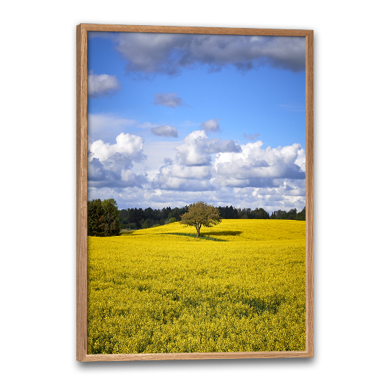 fotokunst plakat med dansk naturmotiv af en gul rapsmark