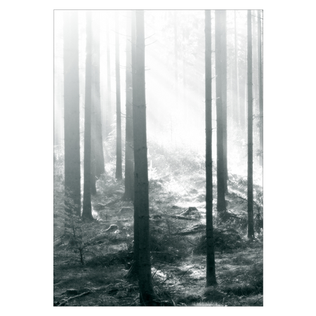 mindfulness plakat med solen der oplyser en skovbund