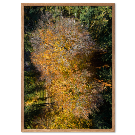 fotokunst plakat med orange efterårsblade
