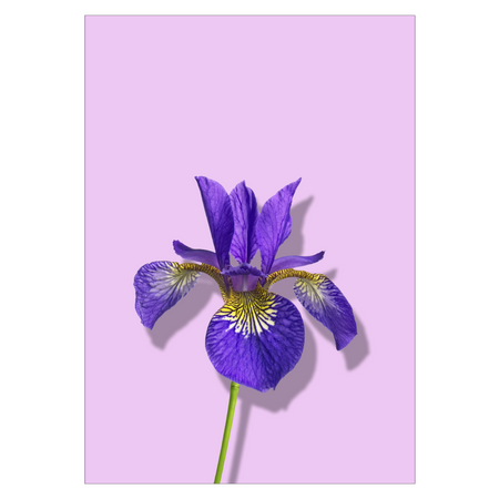 blomsterplakat med en lilla iris på lilla baggrund