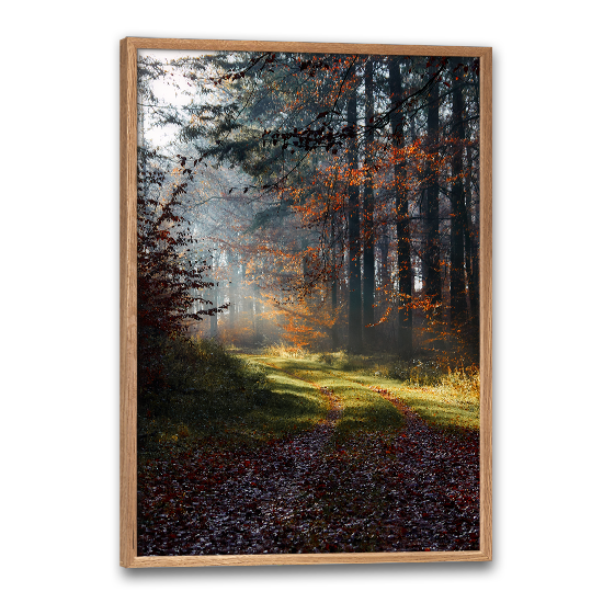 fotokunst plakat med dansk naturmotiv af solstråler i en skovlysning
