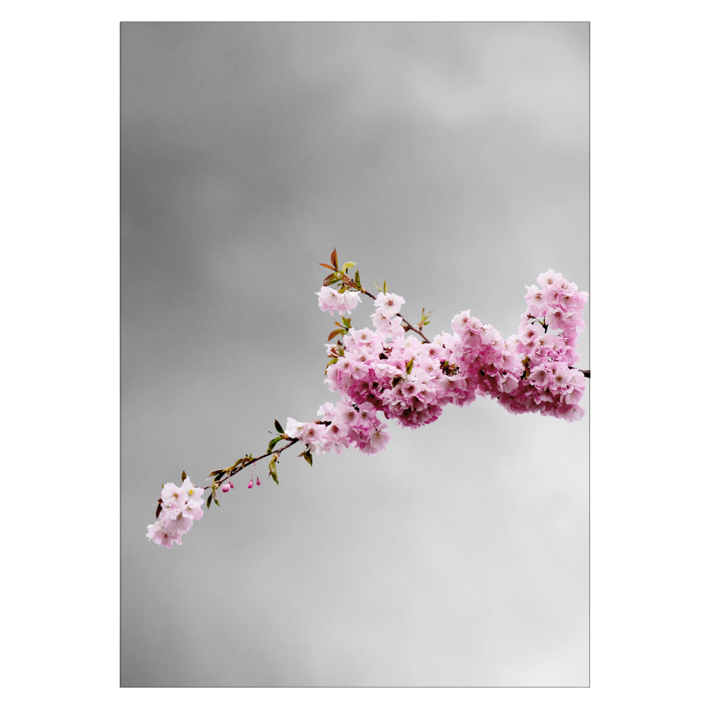 fotokunst plakat med lyserøde kirsebærblomster på grå baggrund