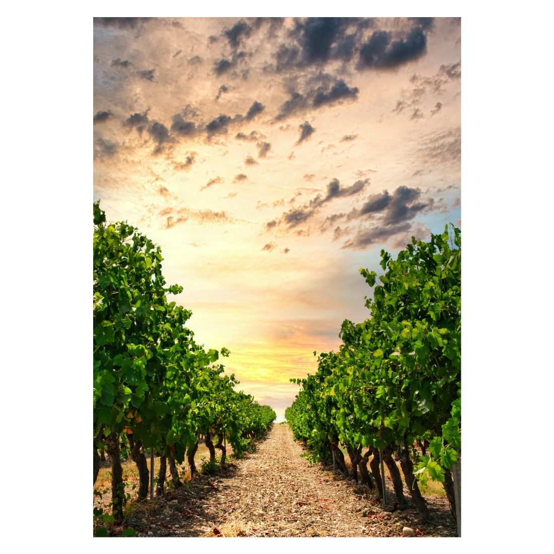 Vines