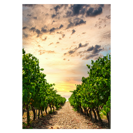 Vines