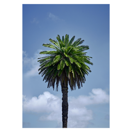 naturplakat med en flot rund palme med blå himmel som baggrund