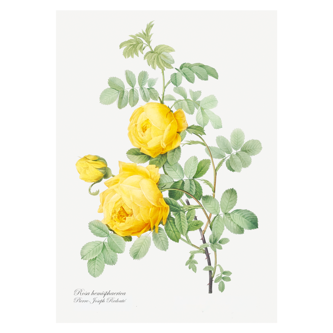 Grafisk blomsterplakat med gul hemisphaerica rose