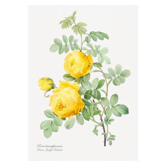 Grafisk blomsterplakat med gul hemisphaerica  rose