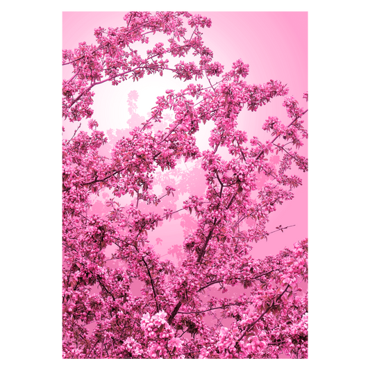 blomsterplakat med lyserøde blomster på pink baggrund