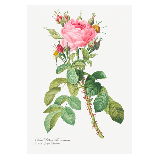 Grafisk blomsterplakat lyserød rose