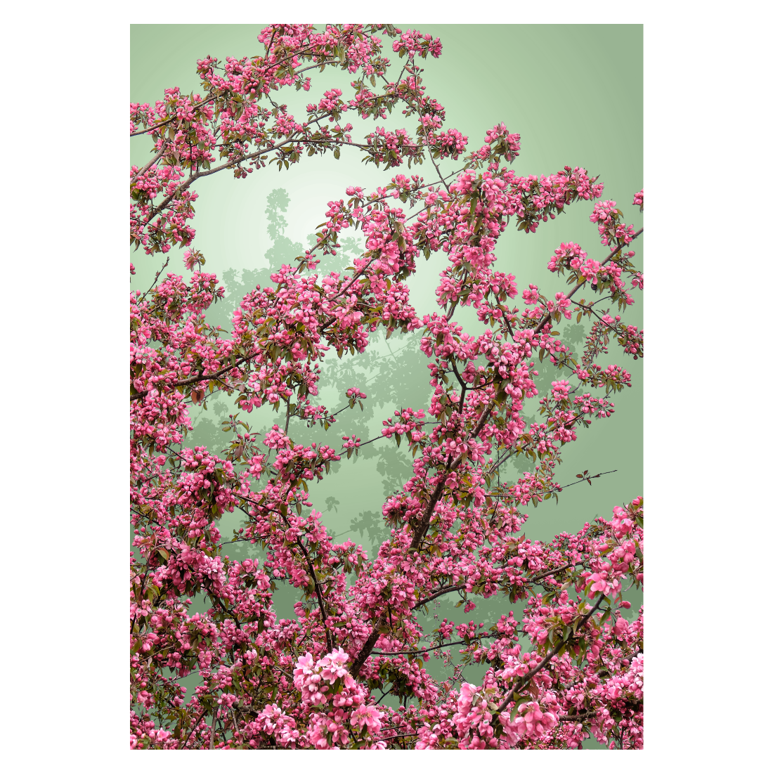 grafisk fotokunst plakat med røde blomster på grøn baggrund