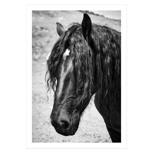 Hesteplakat med en sort langhåret hest