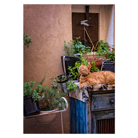 katte plakat med en kat der ligger udendørs på en kommode