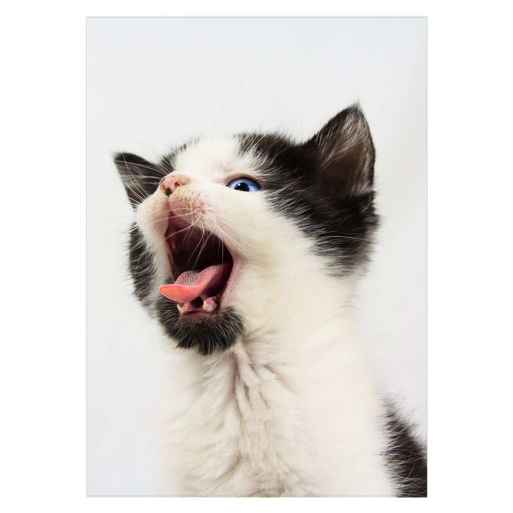 katteplakat med en sjov kat der gaber