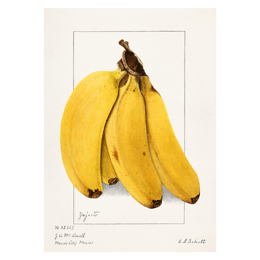 Køkkenplakat med håndtegnede bananer