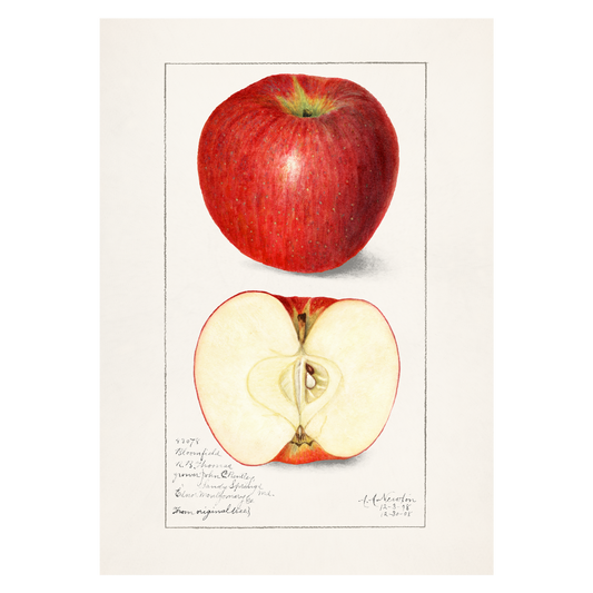 Køkkenplakat med håndtegnede røde æbler