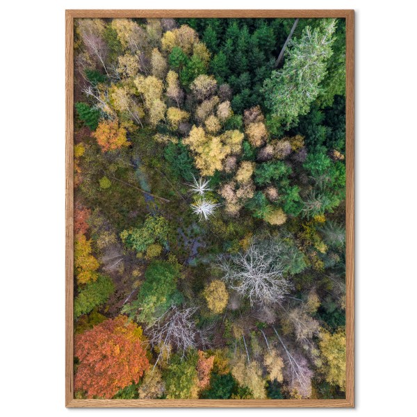 plakat med abstrakt kunstfoto af et skovlandskab