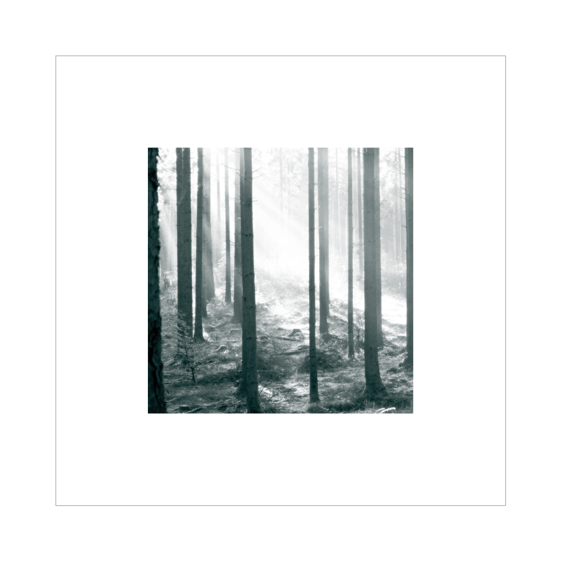 Kvadratisk fotokunst med novembersol mellem træerne i Rold Skov