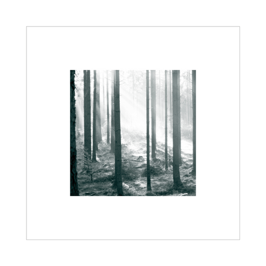Kvadratisk fotokunst med novembersol mellem træerne i Rold Skov
