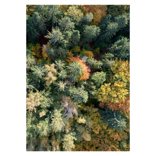 luftfoto af trætoppe i en skov i danmark