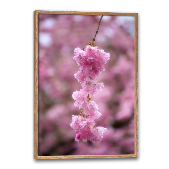 lyserød blomsterplakat med kirsebærblomster