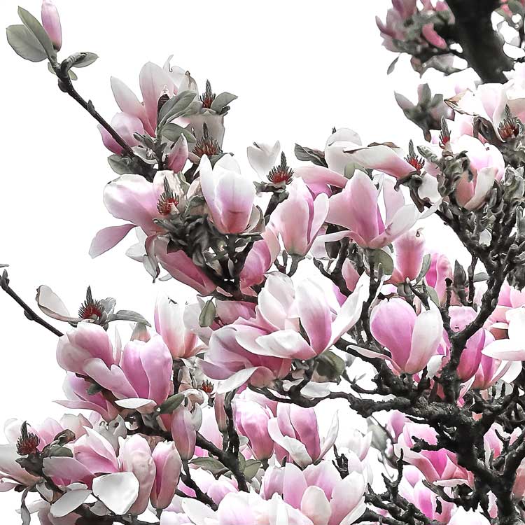 Magnolia