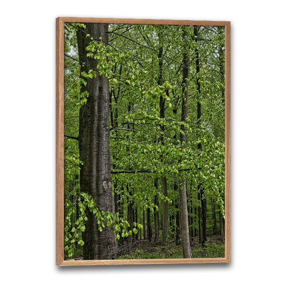 natur plakat med danmark motiv af en bøgeskov der netop er sprunget ud