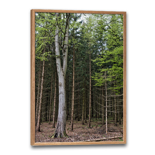 fotokunst plakat med fyrretræer i en foråsklædt dansk skov