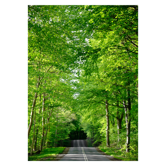 plakat med en vej overdækket af grønne bøgeblade