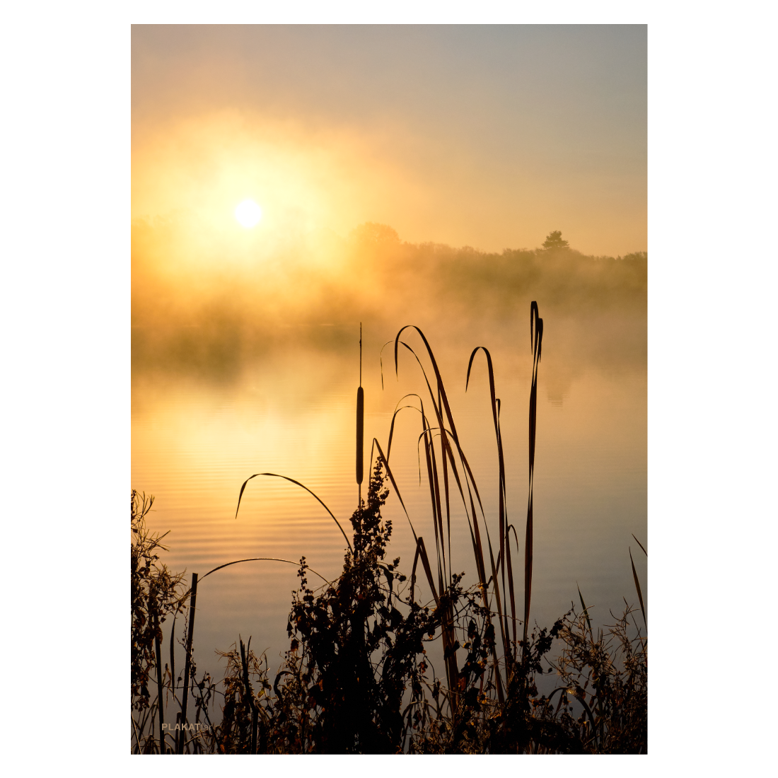 Naturplakat med dunhammer i solnedgang