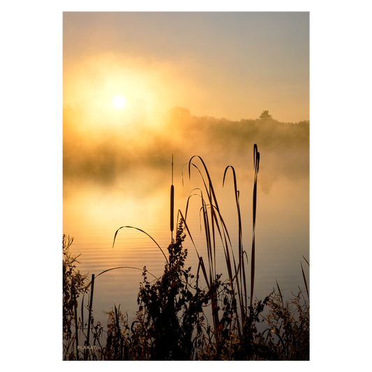 Naturplakat med dunhammer i solnedgang