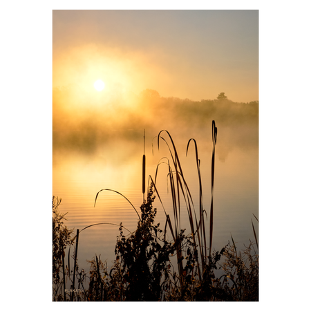 Naturplakat med dunhammer i solnedgang