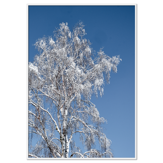 naturplakat med vinterbillede af et snedækket birketræ