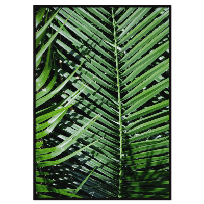 palmblad med skuggor