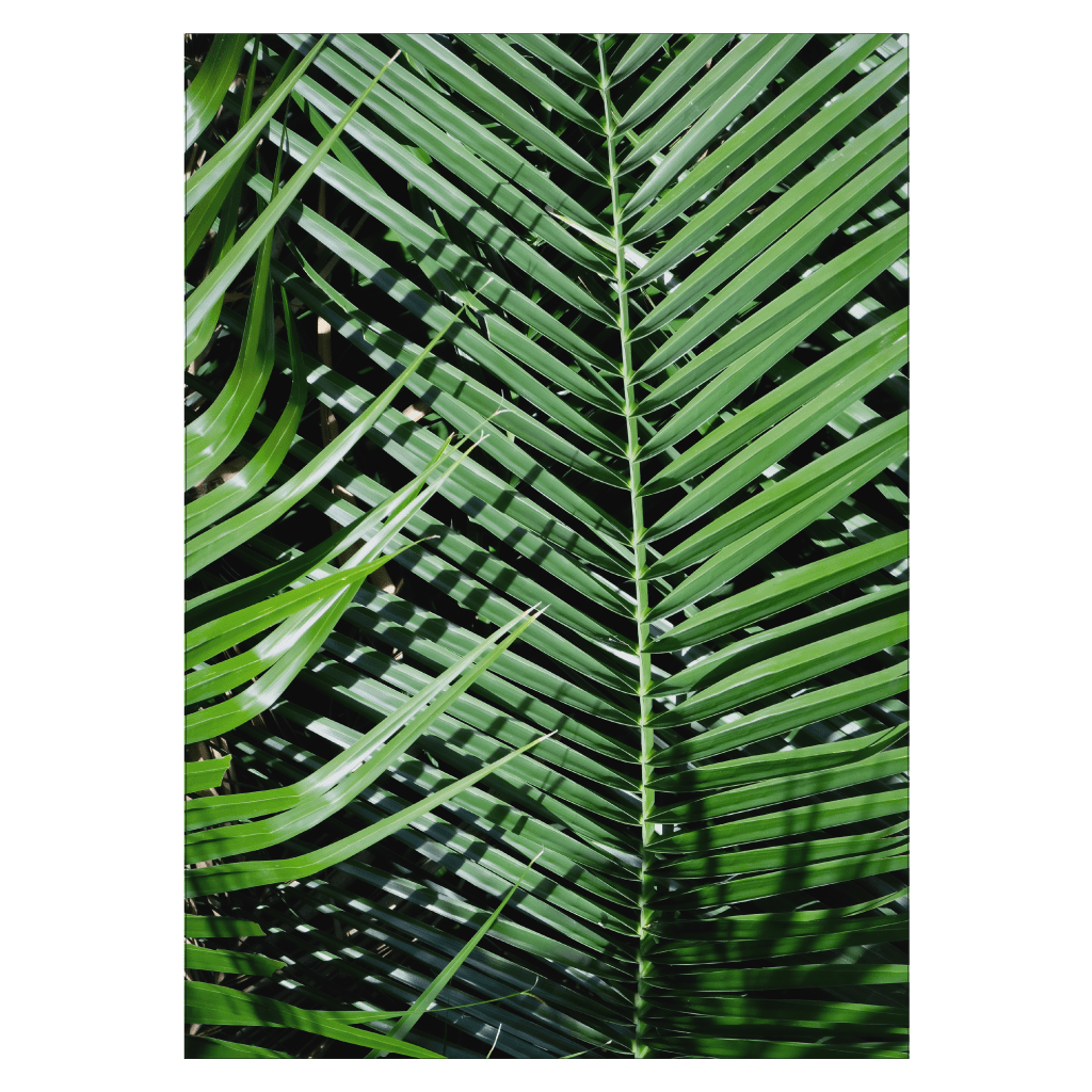 palmblad med skuggor